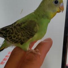 令和4年5月生まれのセキセイインコ