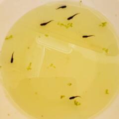 オロチメダカ幼魚7匹の画像