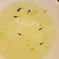 オロチメダカ幼魚7匹の画像