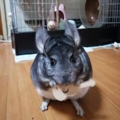 チンチラメス4歳