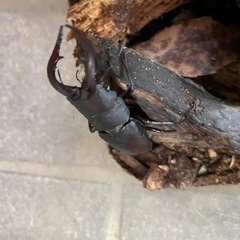 嫁ぎました。値引きしました。　　春日井産　ノコギリクワガタ