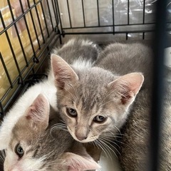 推定2ヶ月可愛い子猫