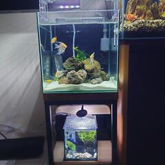 30cmキューブ水槽（生体込み）