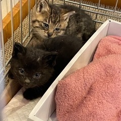 受付停止します　子猫　2匹　生後1〜2ヶ月