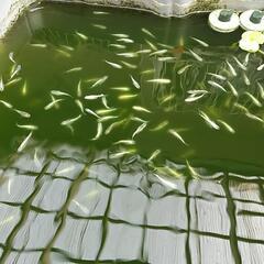 メダカ&鉄魚の案内の画像