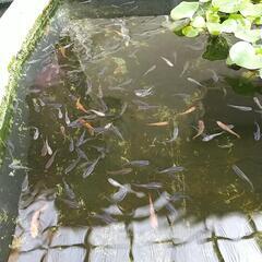 メダカ&鉄魚の案内の画像