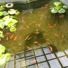 メダカ&鉄魚の案内