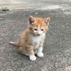 推定2022.5月生　兄弟の子猫の里親募集