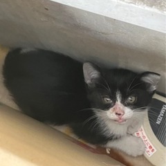 緊急！猫ちゃんの里親募集！(里親さん決まりました！)