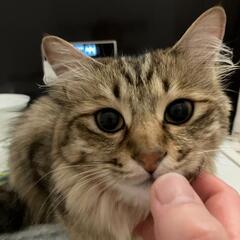 無事見つかりました!  猫が脱走したら猫探偵 山猫軒さんオススメ...