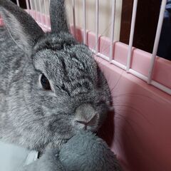 ミニウサギ
