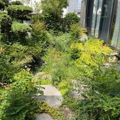 手作業草むしり🌿 (お庭限定)