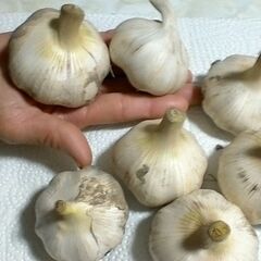 生ニンニク　（無農薬）