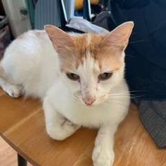 白茶猫 