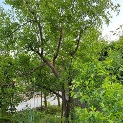 棗　なつめ　果樹　1株の画像