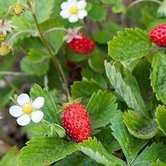 ワイルドストロベリーの苗