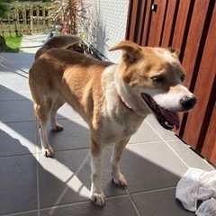 迷い犬　保護（豊見城市翁長）