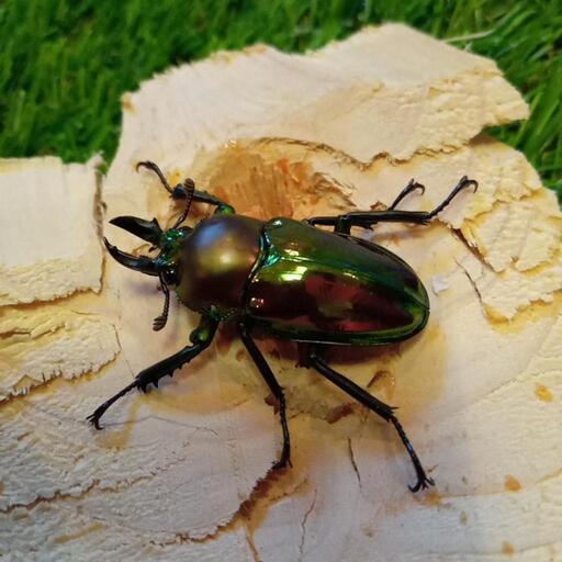 ニジイロクワガタ(おまけカブトムシ♂)