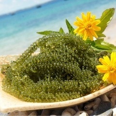 海ぶどう　茎付きB品　500グラム