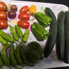 まとめ買いリピーター増量限定　新鮮野菜