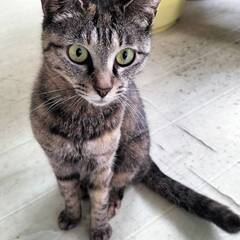 多頭保護で苦労されているお爺さんからの里親募集です（避妊手術済み...