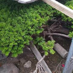 庭木の松です🙂の画像