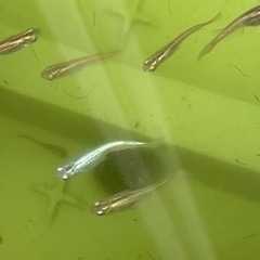 メダカで癒されませんか❓の画像