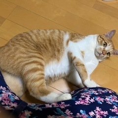 人懐っこい茶白オス猫　1歳2か月　里親様募集中（お話し中）
