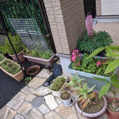 【中古】いろいろな植物 - ほとんど無料!