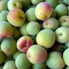 南高梅　1キロ300円