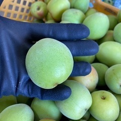 南高梅　1キロ300円の画像