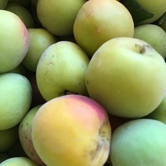 南高梅　1キロ300円の画像