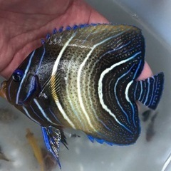 サザナミヤッコ(成魚カラーになりかけ)