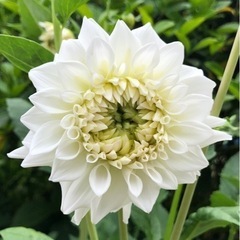 ダリア 八重咲き 白 