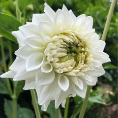ダリア 八重咲き 白 の画像