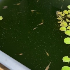 皇帝ラメメダカ　　稚魚1ひき