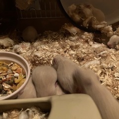 キンクマハムスターの赤ちゃん