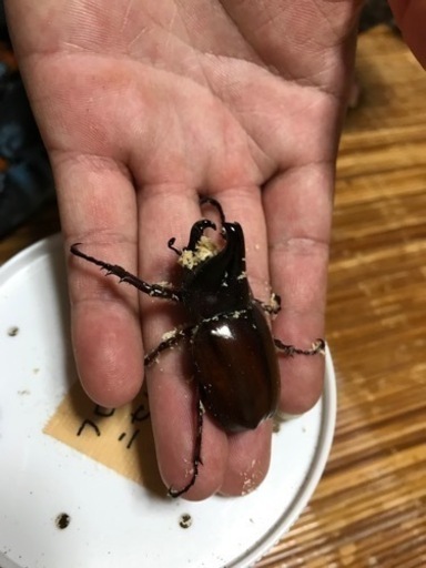鳴くカブトムシ！フローレンシスニセヒメカブト！