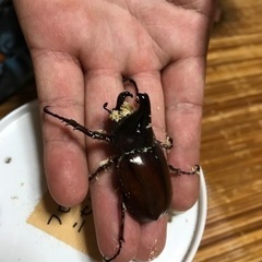 鳴くカブトムシ！フローレンシスニセヒメカブト！