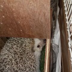 ハリネズミ差し上げます