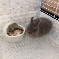 里親さん決まりました♡  ネザーランド