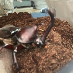 昨年庭に飛んできたカブトムシ、オスメス1匹ずつ育てた子どもたちです。