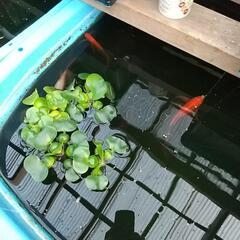 メダカ&鉄魚の案内の画像