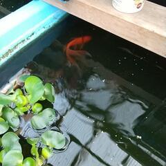 メダカ&鉄魚の案内の画像