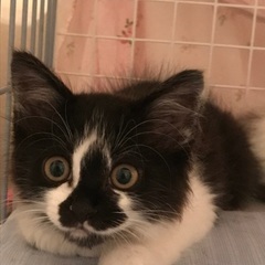 子猫の里親様募集中