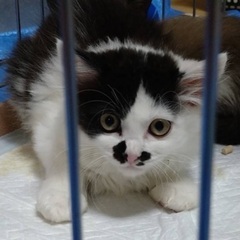 子猫の里親募集中！