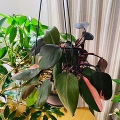 安く販売しますの画像