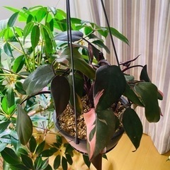 安く販売しますの画像