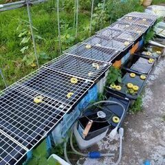 メダカ販売所　かみさん　営業再開の画像