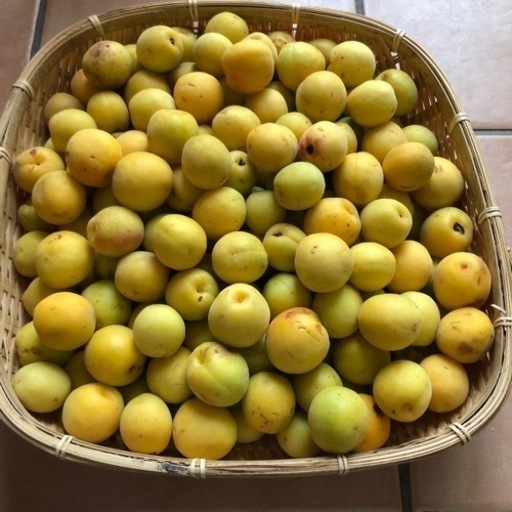 自宅の梅　ほぼ黄梅　4kg